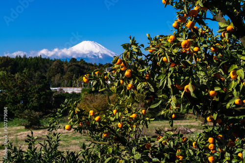 大磯町からの富士山とみかんの木