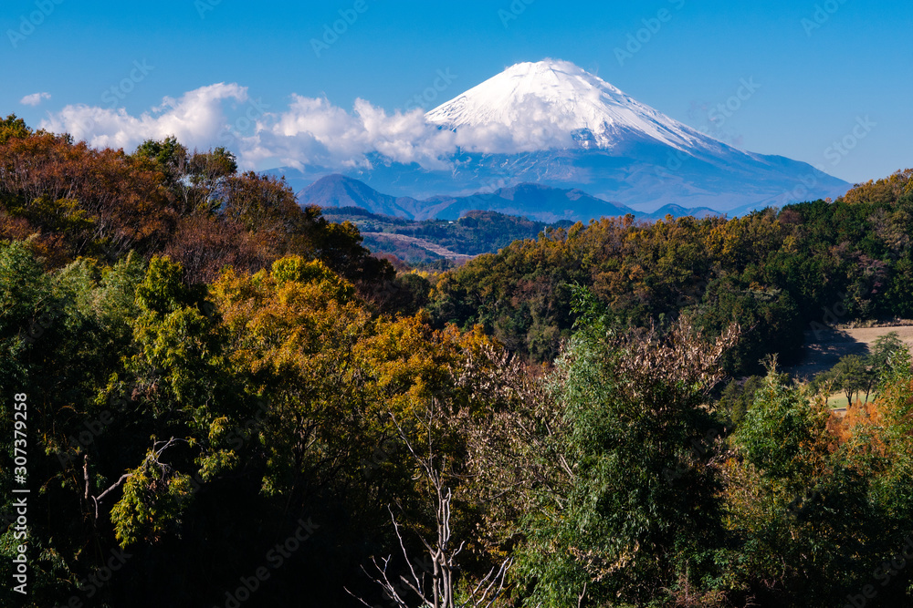 大磯町からの富士山と紅葉