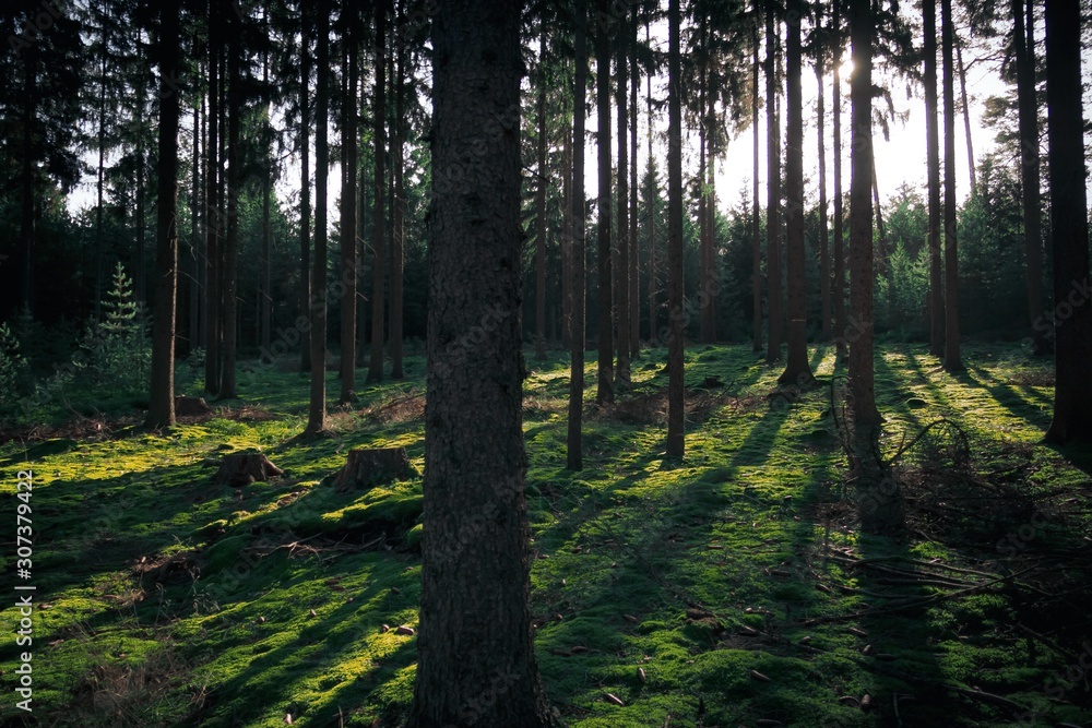 Fototapeta premium Wald Sonnenstarahlen