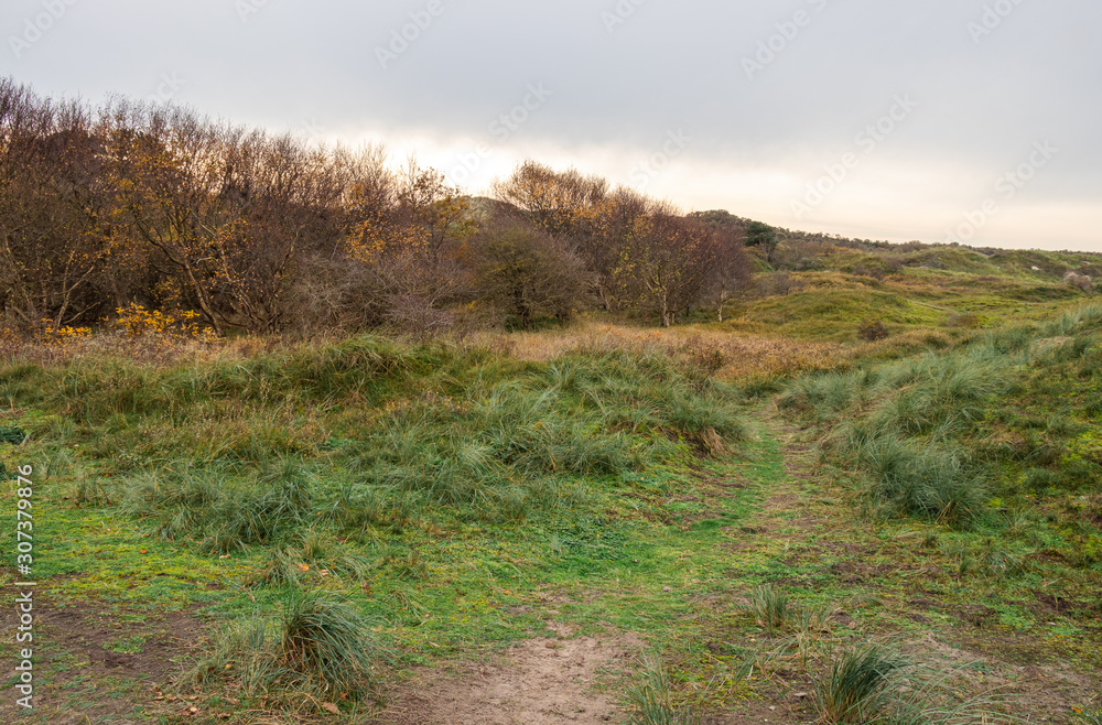Obraz premium Inselwald Greune Stee auf Borkum, Reise Nordsee Wattenmeer