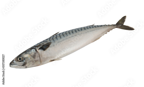 Mackerel fish isolated on white background