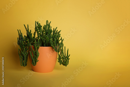 Grassy succulent, green shoots in an orange pot on a yellow background. photo