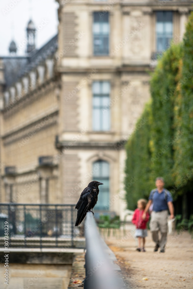 Obraz premium Crow in the Tuileries Gardens in the city Paris