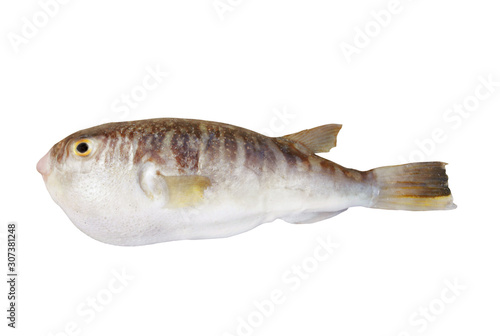 Fresh fugu fish isolated on white background