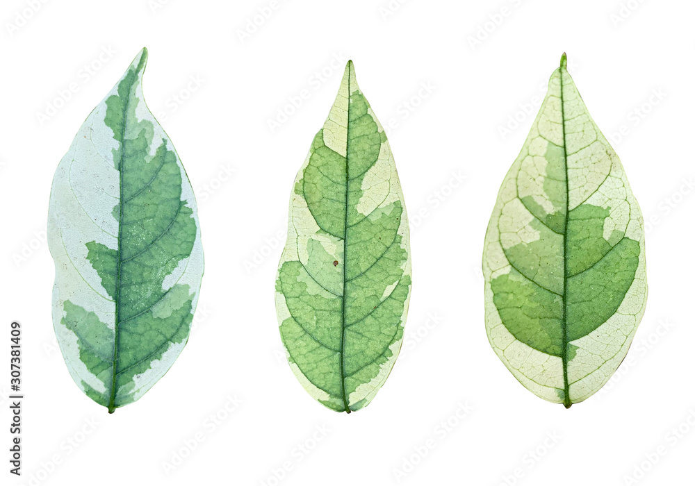 Set of Spotted ficus leaves plant on white background Set of Spotted ficus leaves plant on white background