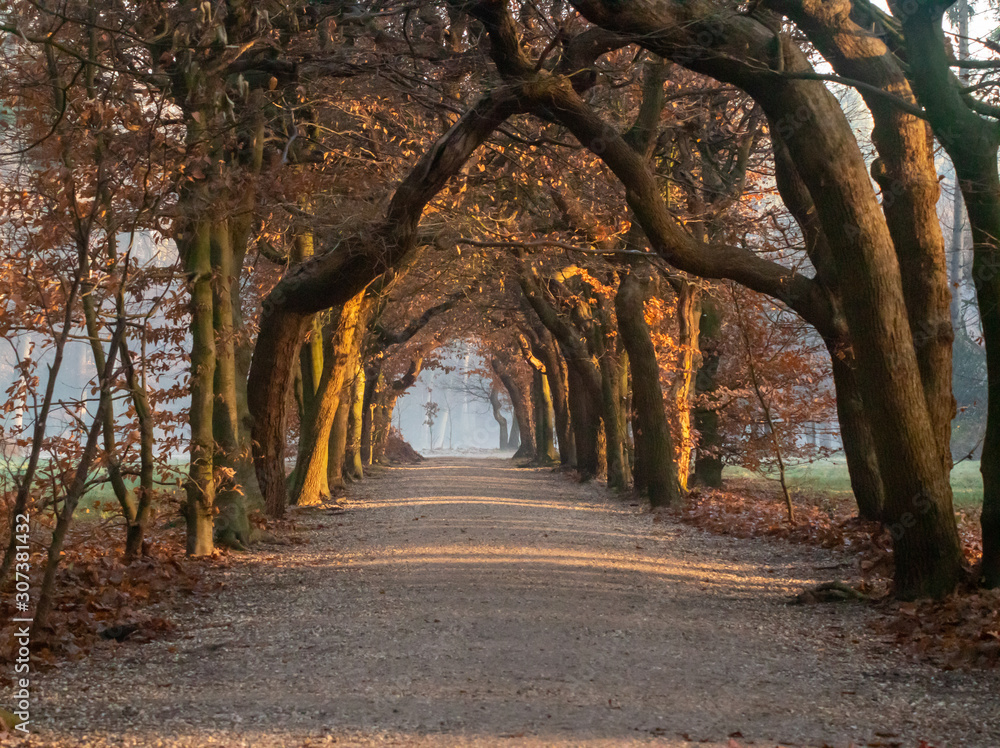 Fototapeta premium Beech tunnel in the winter