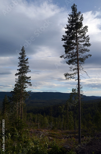 Forest on a summer day in Central Norway