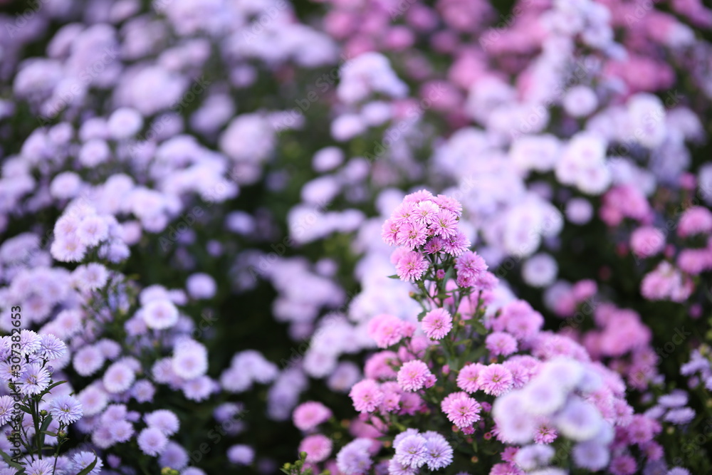 Purple margaret flowers beautiful blooming in the garden. Purple margaret flowers beautiful blooming in the garden.