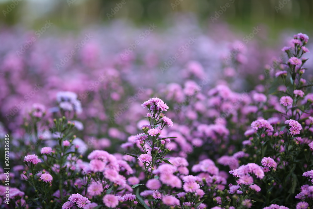 Purple margaret flowers beautiful blooming in the garden. Purple margaret flowers beautiful blooming in the garden.