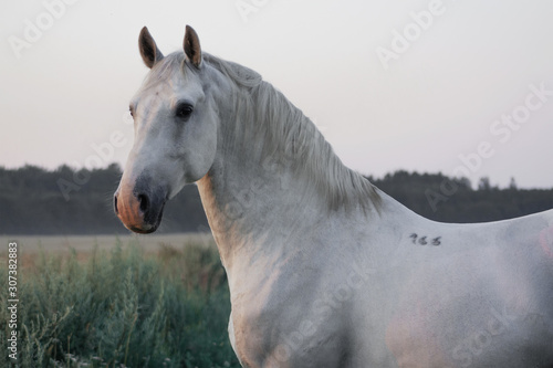 Canvastavla White lippizaner breed stallion standing in the yellow oat field in the morning