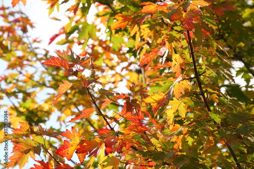 Ahorn  Acer    buntes Herbstlaub an einem Baum  Deutschland