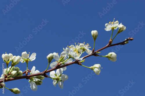 A branch with white flowers on a background of blue sky close-up. Plum blossom in spring. Beautiful floral background.