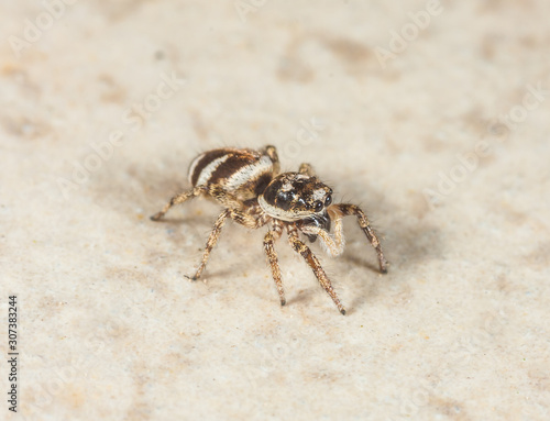 Zebraspringspinne