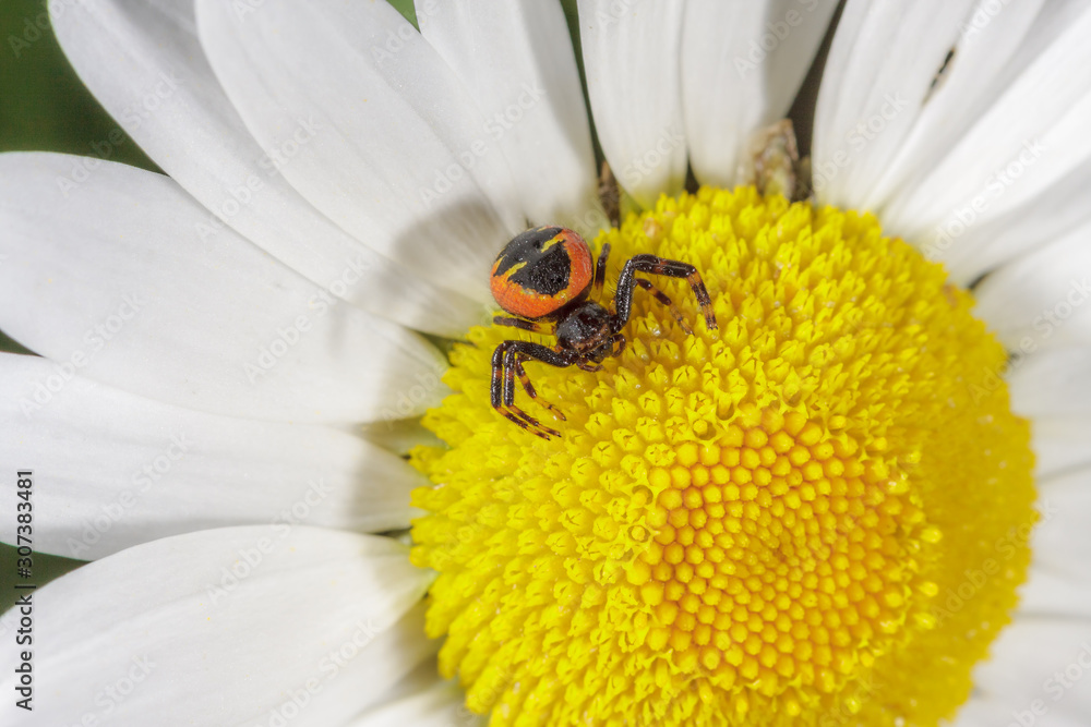 Obraz premium Krabbenspinne