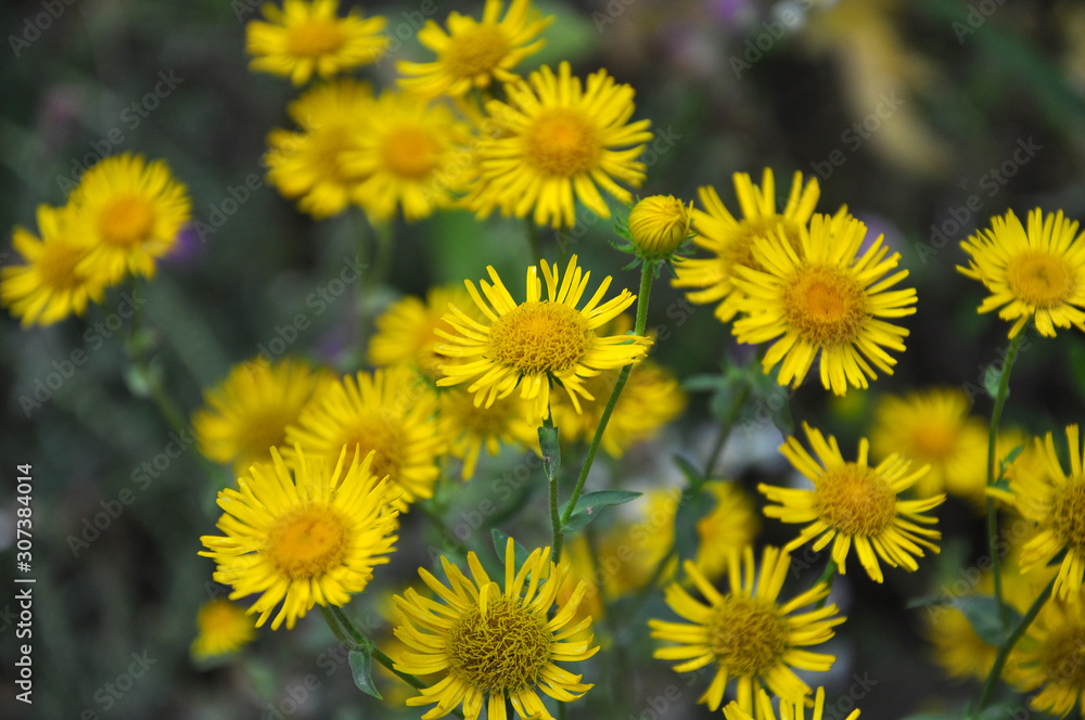 Inula blooms in the wild in summer. Inula blooms in the wild in summer.