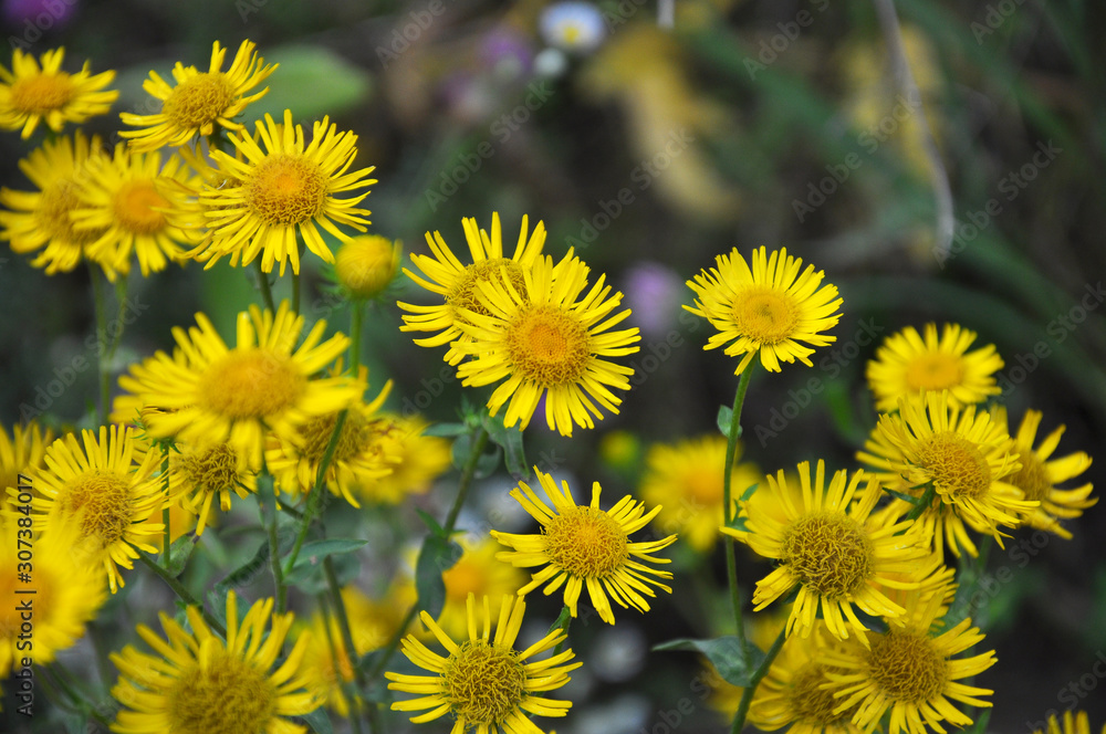 Inula blooms in the wild in summer. Inula blooms in the wild in summer.