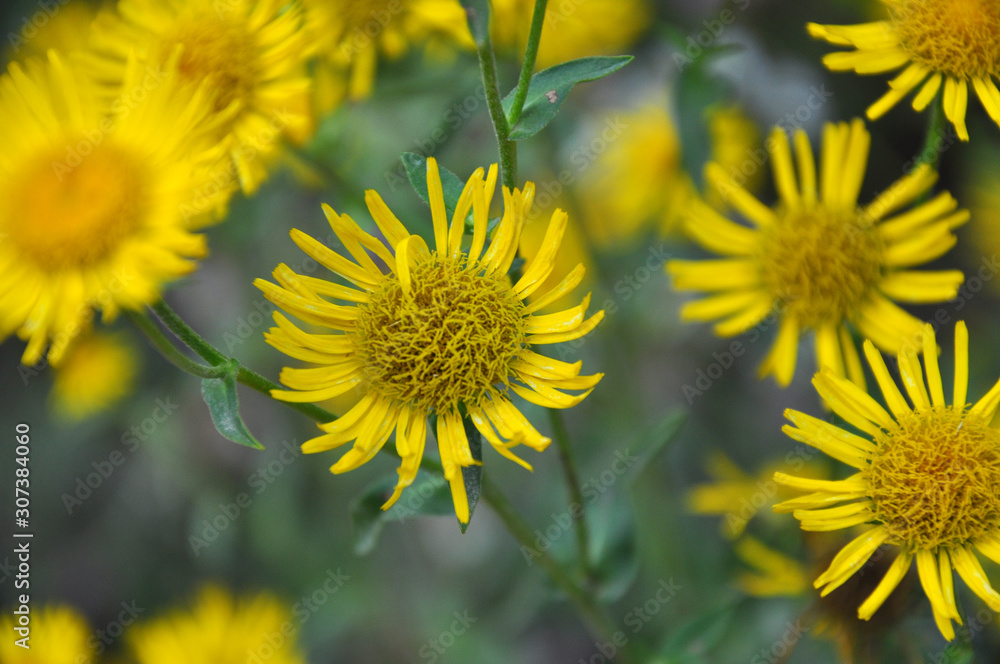 Inula blooms in the wild in summer. Inula blooms in the wild in summer.