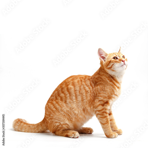 Cute red cat on a white background