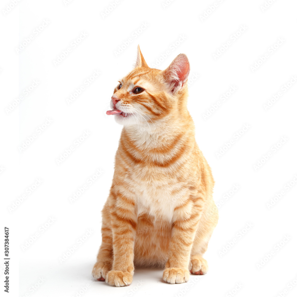 Cute red cat on a white background Cute red cat on a white background
