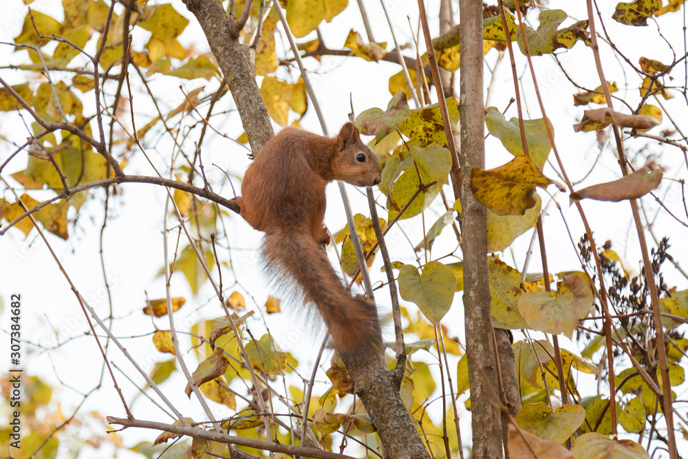 red squirrel on the branches looks into the frame
