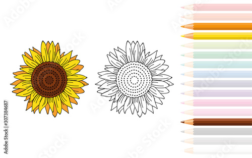 sunflower for coloring book with pencils vector illustration EPS10