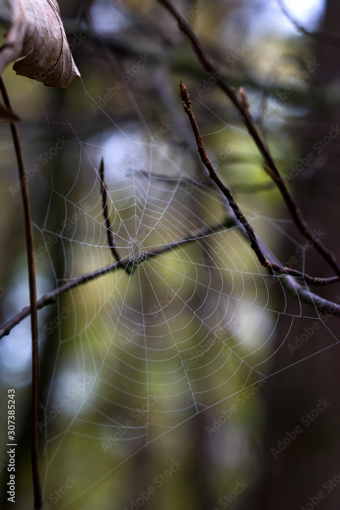 a spiders web covered in morning dew drops