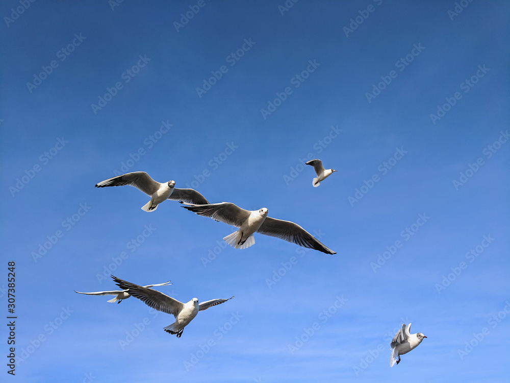  beautiful sea gulls on a background of blue sky