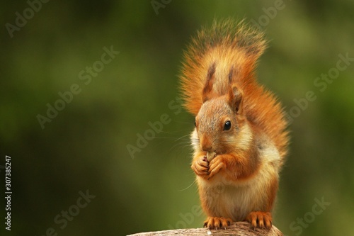 A red squirrel (Sciurus vulgaris) also called Eurasian red sguirrel sitting and feeding in branch in a green forest. photo