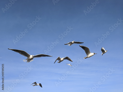  beautiful sea gulls on a background of blue sky © Denis Darcraft