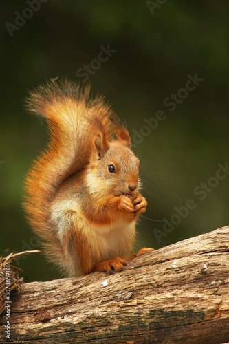 A red squirrel (Sciurus vulgaris) also called Eurasian red sguirrel sitting and feeding in branch in a green forest.