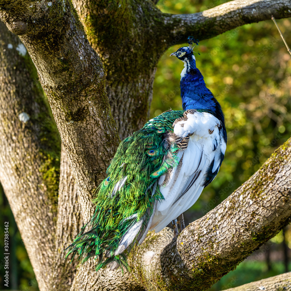 Obraz premium Indian Peacock or Blue Peacock, Pavo cristatus in the zoo