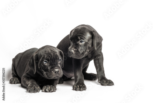 two identical twin puppies of breed canecorso on a white background