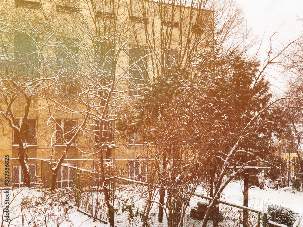 Bare branches of a tree in the snow at dawn in winter. Bare branches of a tree in the snow at dawn in winter.