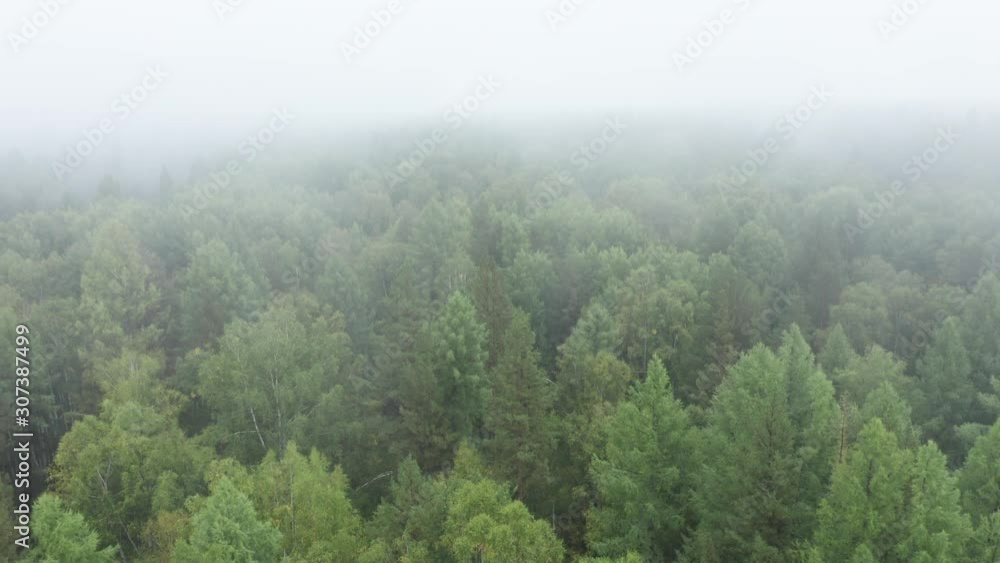 Flying above siberian forest in fog. Natural woodland background Flying above siberian forest in fog. Natural woodland background