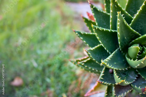 closeup of a succulent cactus background