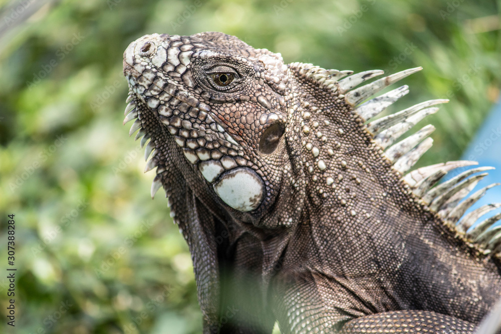 Obraz premium Iguana