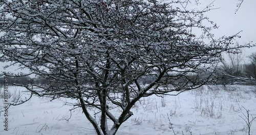 snow covered hawthorn. Blauwe Kamer nature reserve along the river Rhine. The Netherlands, winter season 2019 photo