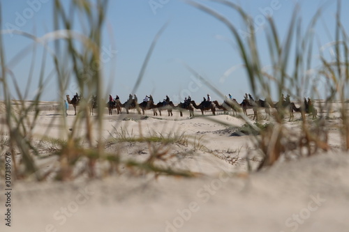 Camel ride photo