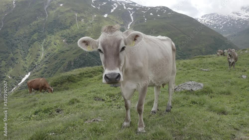 Beautiful alpine white cow with bell grazing on green meadow in Switzerland mountains, looking at camera. Furka Pass. Beautiful alpine white cow with bell grazing on green meadow in Switzerland mountains, looking at camera. Furka Pass.