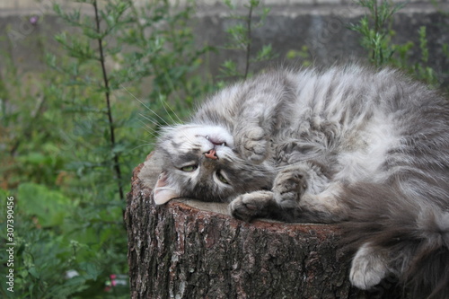 Beautiful gray cat sleeps on a stump, background, wallpaper.