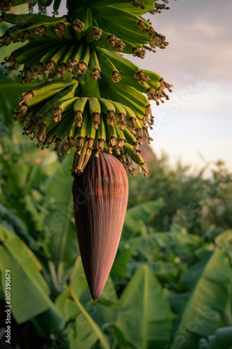banana flower during sunset