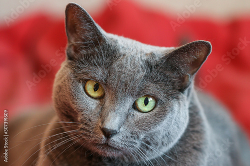 Pensive look of a gray elderly cat, muzzle close-up