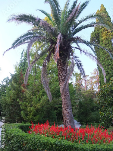 palm tree in the park