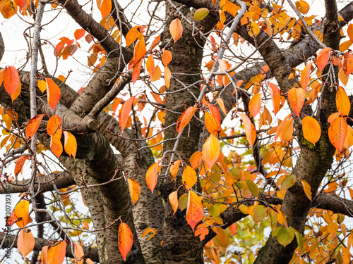 Wallpaper Mural Beautiful autumn leaves in Japan Torontodigital.ca