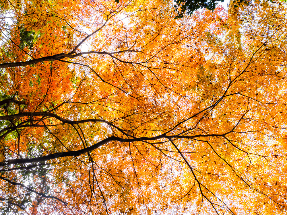Beautiful autumn leaves in Japan Beautiful autumn leaves in Japan
