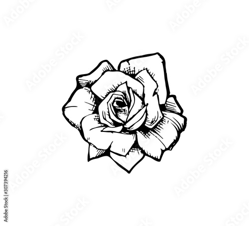 Vector illustration of a rose flower closeup isolated. Stylish idea for a tattoo - old school rose