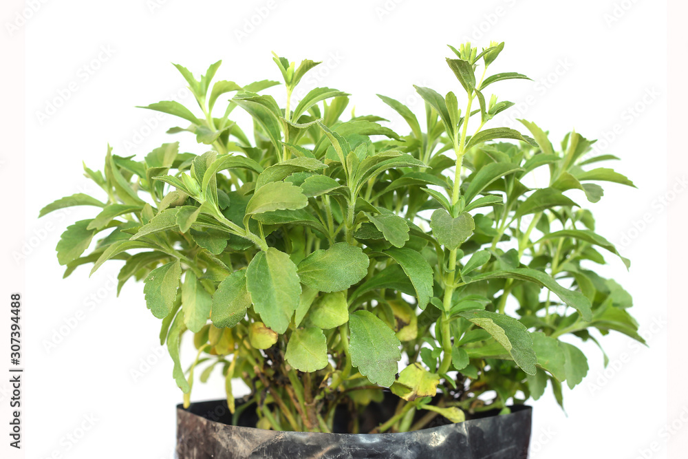 Stevia Rebaudiana plant isolated on white background Stevia Rebaudiana plant isolated on white background
