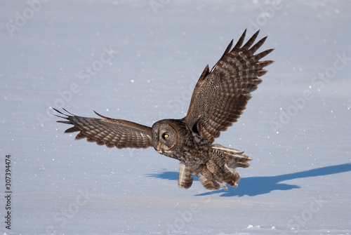 Great grey owl with wings spread out in flight and hunting over a snow covered field in Canada