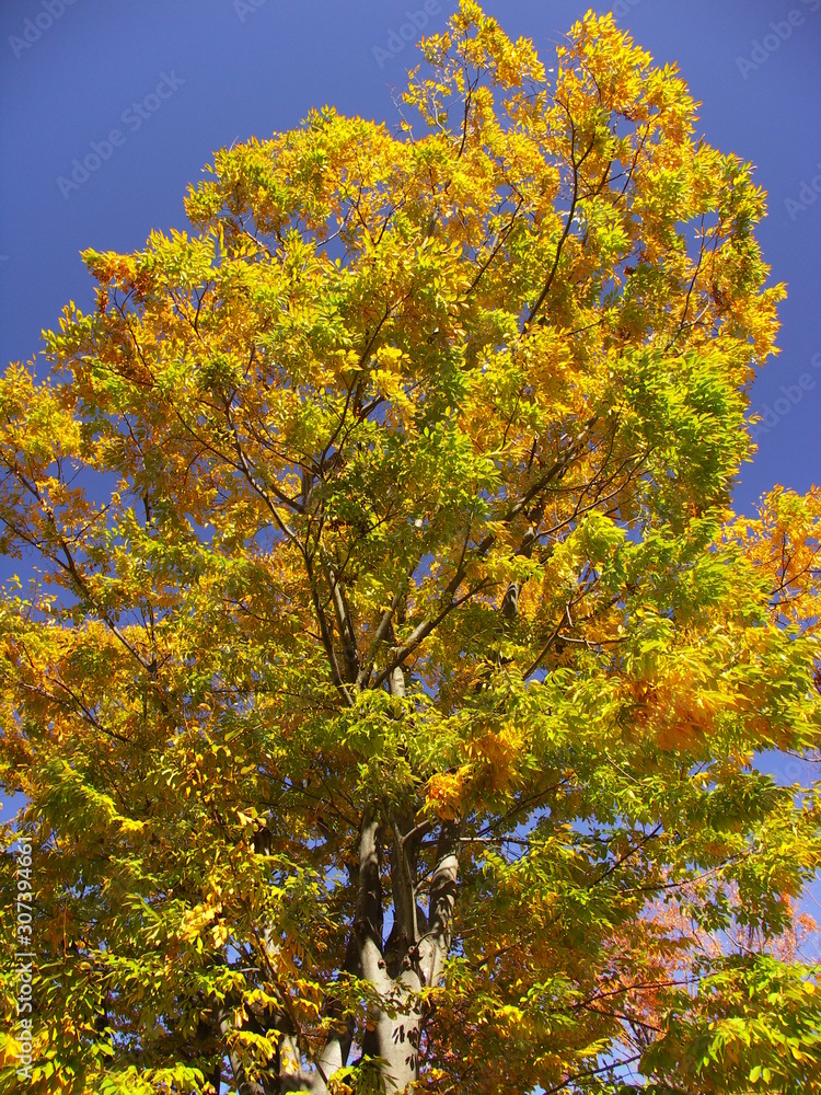 黄葉の大木の欅と青空