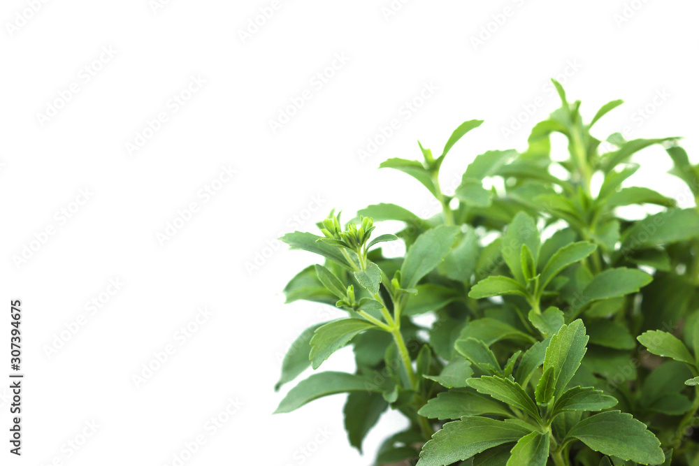 Stevia Rebaudiana plant isolated on white background Stevia Rebaudiana plant isolated on white background